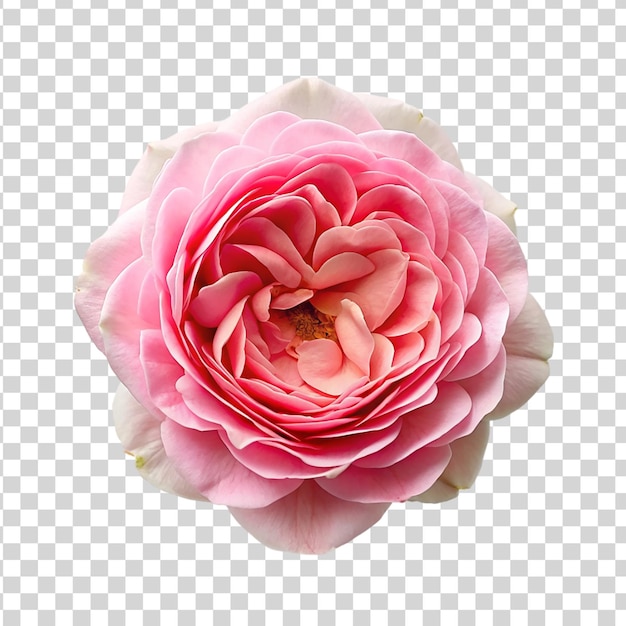 PSD top view a pink centifolia rose isolated on transparent background