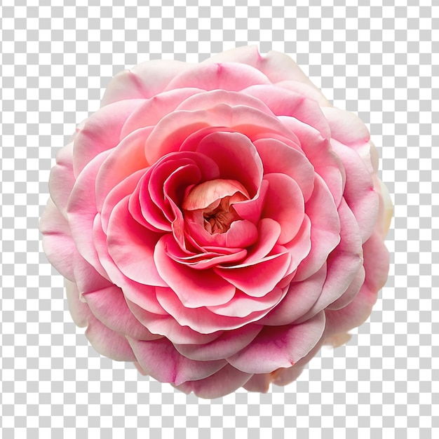 PSD top view a pink centifolia rose isolated on transparent background