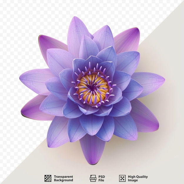 PSD top view purple lotus