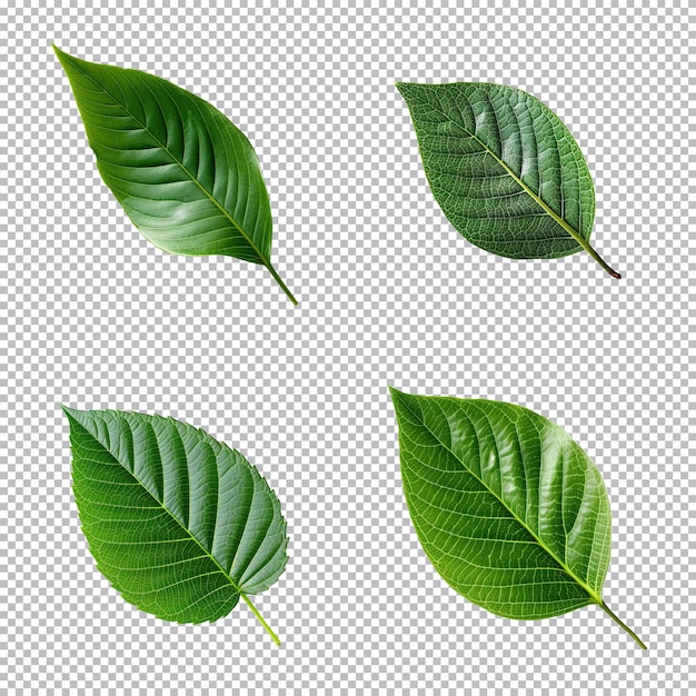 Top view tropical green leaves collection on transparent background