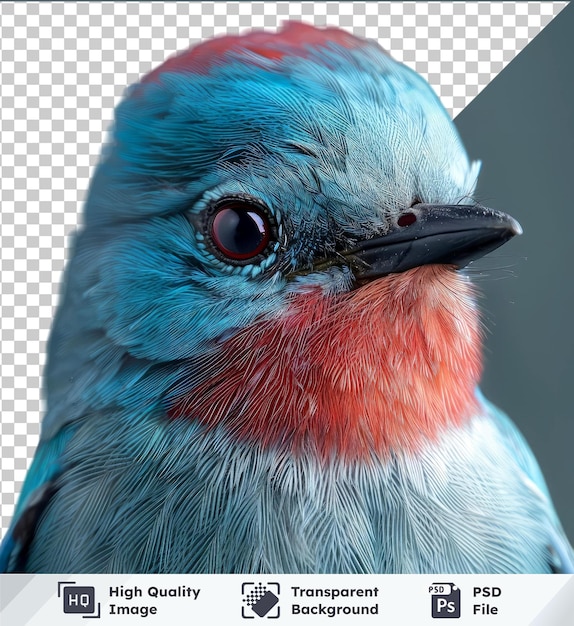 PSD transparante achtergrond met geïsoleerde verditer vliegvanger portret van een blauwe vogel met een zwarte snavel