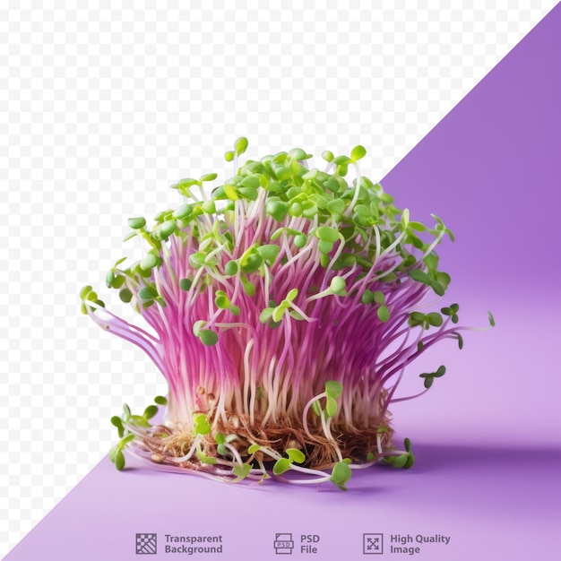 Transparent background emphasizes fresh alfalfa sprouts