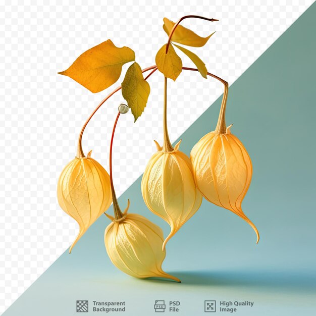 PSD sfondo trasparente frutto di physalis isolato