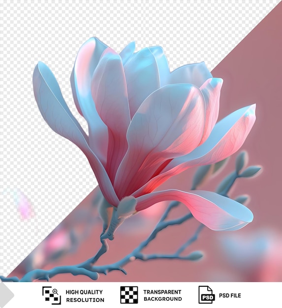 PSD transparent background magnolia flower png clipart featuring a variety of pink and white petals including a blue and white petal arranged in a row from left to right