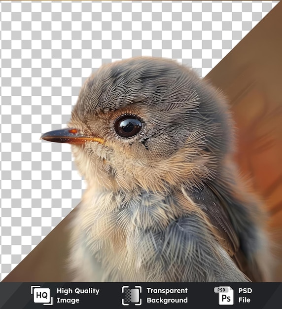 Transparent background psd baby swallow bird with a gray head black eye and orange beak