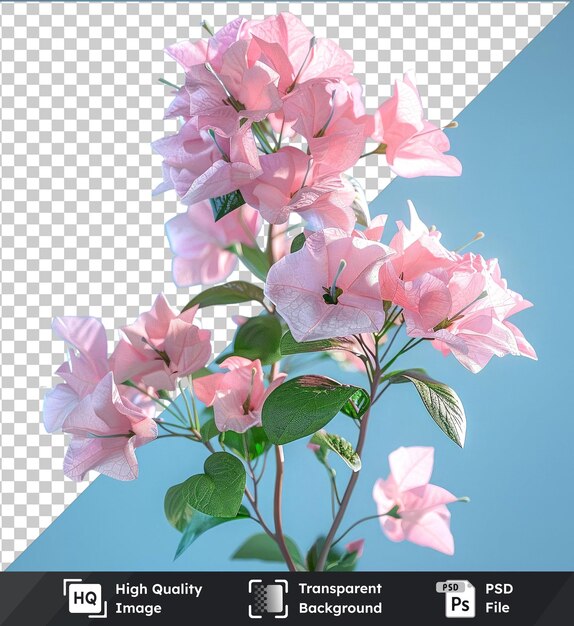 Transparent background psd of bougainvillea flower with green leaves and pink flowers under a