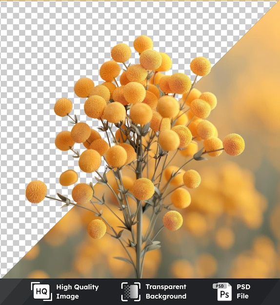 PSD 透明な背景 タンシーフラワーと黄色い植物
