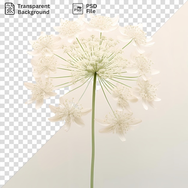 PSD transparent background queen annes lace flower isolated on a white wall surrounded by white flowers