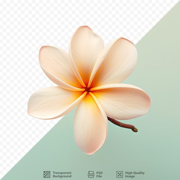 Transparent background showcases frangipani blossom