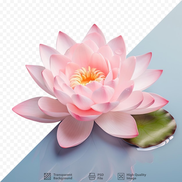 PSD transparent background showcases pink water lily