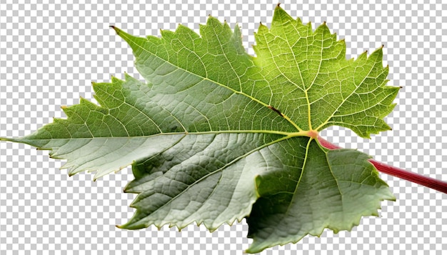 PSD Прозрачный фон с макро-листом винограда