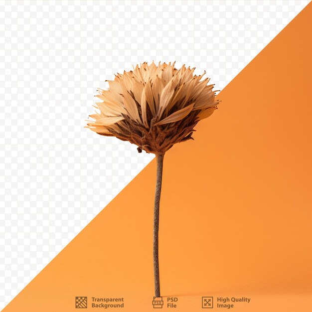 PSD transparent background with calendula seed