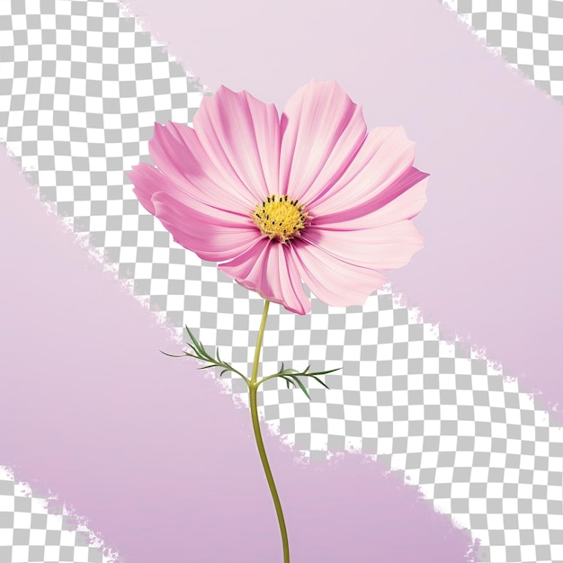 PSD sfondo trasparente con un fiore cosmos bipinnatus