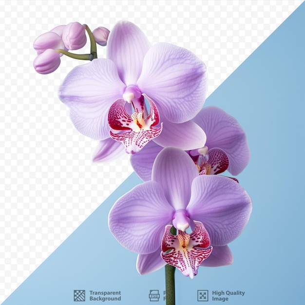 PSD transparent background with isolated vanda orchid