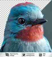 PSD Прозрачный фон с изолированным вердитерным мухоловным портретом синей птицы с черным клювом