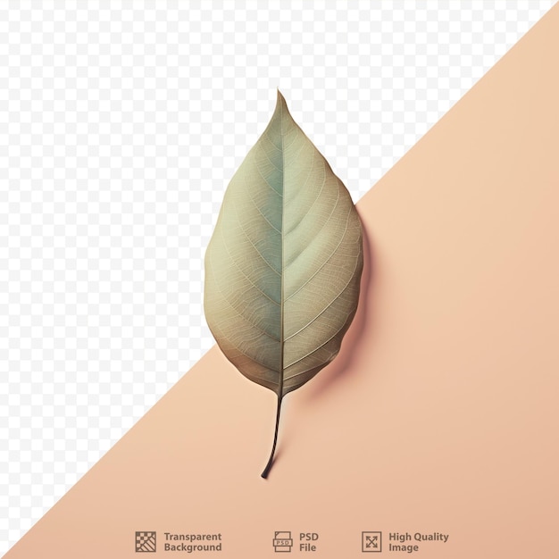 Transparent background with a leaf from a tree