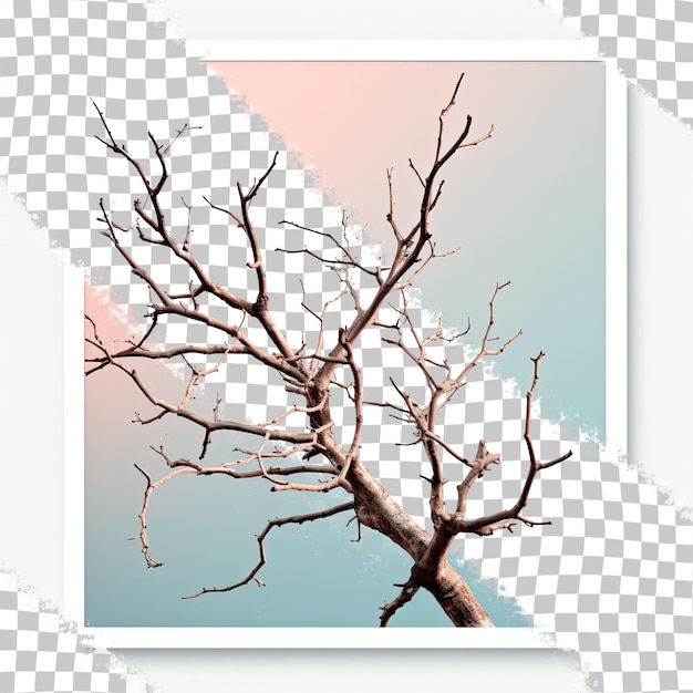 PSD transparent background with leafless dried tree branches