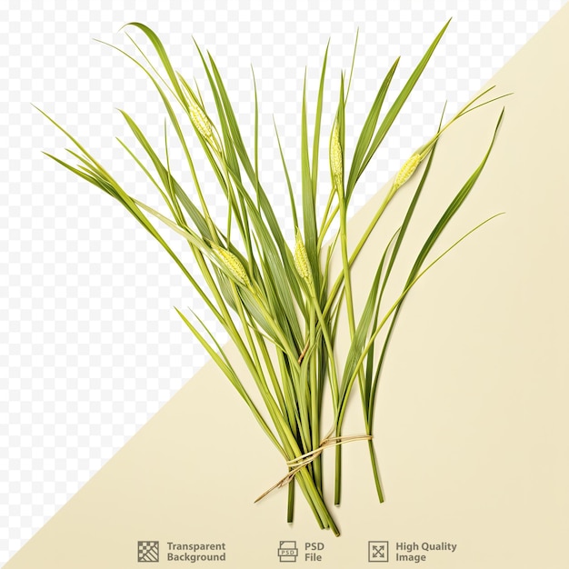 transparent background with lemon grass