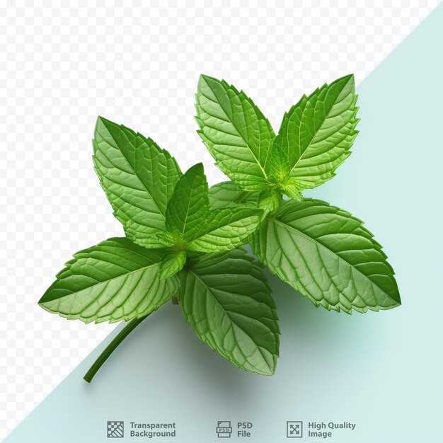 PSD transparent background with mint foliage