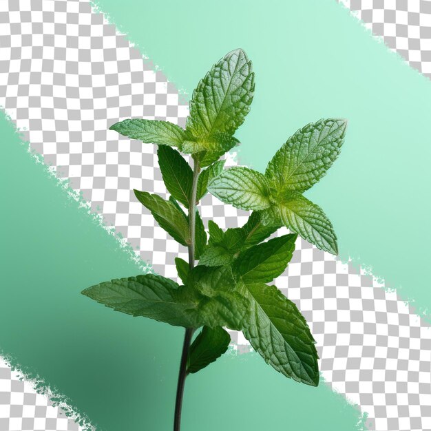 PSD transparent background with mint leaves