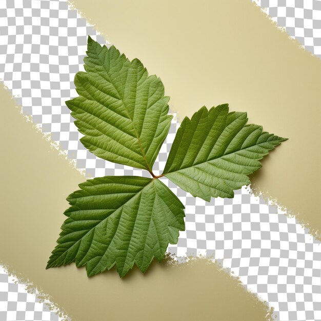 PSD 뽕나무 잎이 있는 투명한 배경