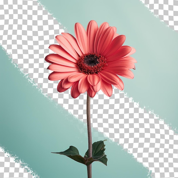 PSD transparent background with a red flower