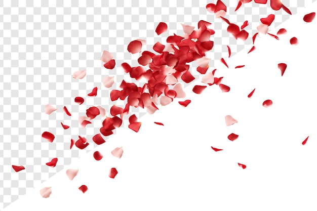 PSD transparent background with red and light pink rose petals falling down
