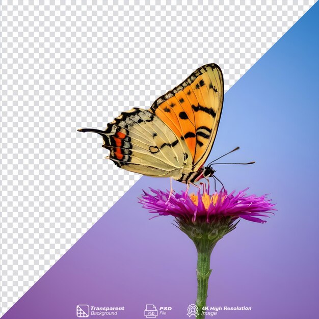 PSD Прозрачный фон с изолированной одинокой бабочкой.
