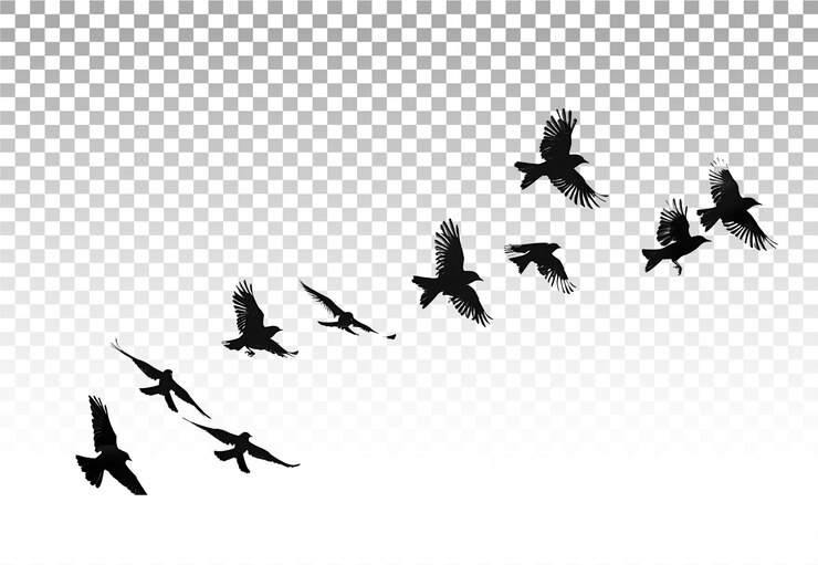 PSD transparent birds flock on white background