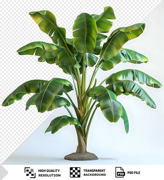 PSD transparent decorative banana plant png clipart featuring lush green leaves and a sturdy stem png psd