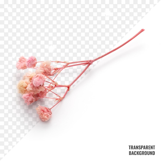 Transparent dried flower psd