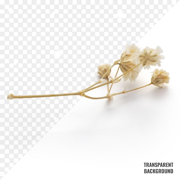 transparent dried flower psd