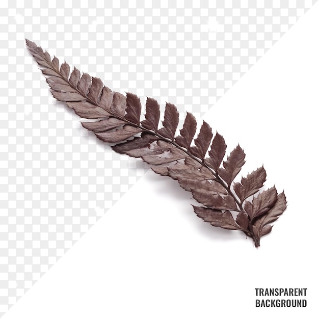 PSD transparent dried leaf psd