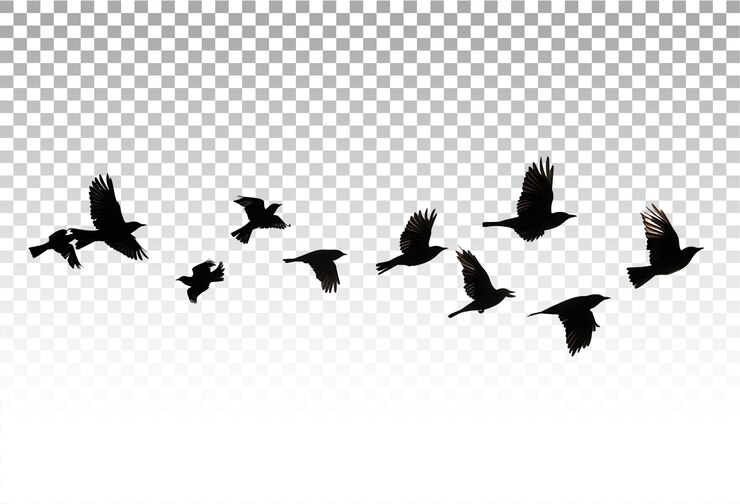 PSD transparent flock of birds isolation