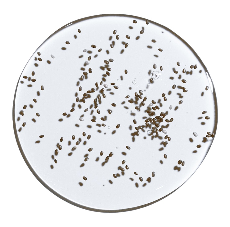 PSD transparent gel with seedson a blank background png