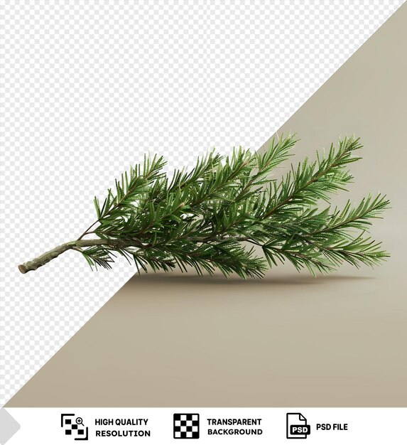 PSD transparent green banch of fir isolated on isolated background with a dark shadow in the foreground png