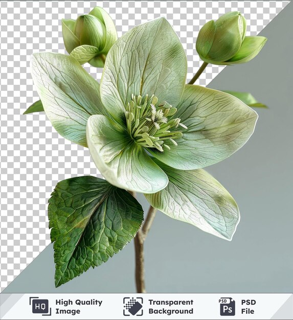 PSD transparent object hellebore flower and green leaf on gray background