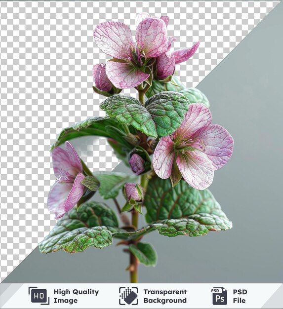 Transparent object lamium flower and green leaves on a gray background