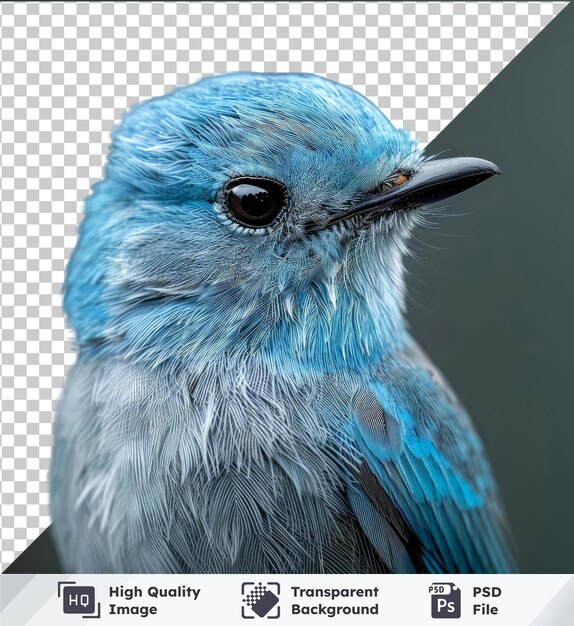 Transparent object verditer flycatcher portrait of a blue bird with a black beak and eye