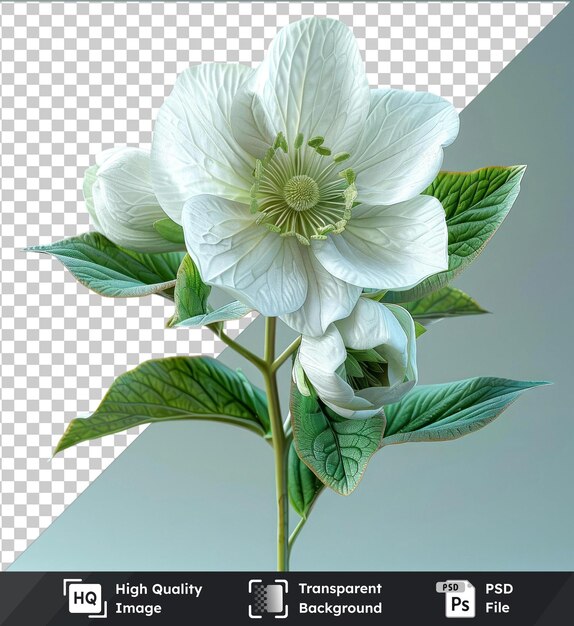 PSD transparent object white hellebore flower and green leaves on clear blue sky