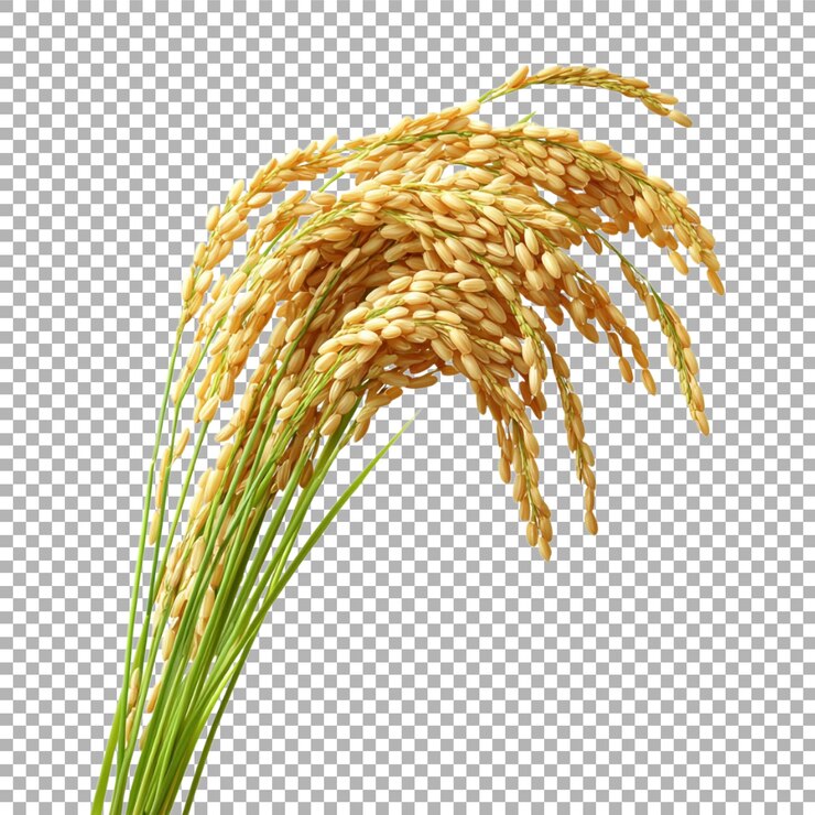 Transparent or PNG Image of Rice Stalks