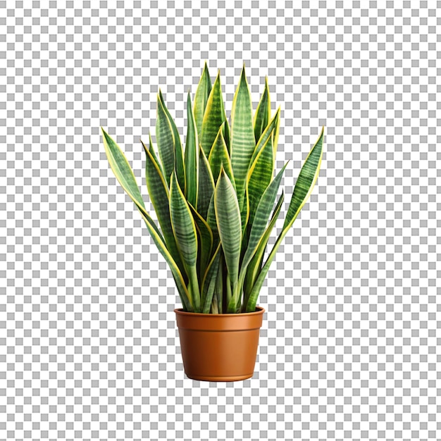 transparent png