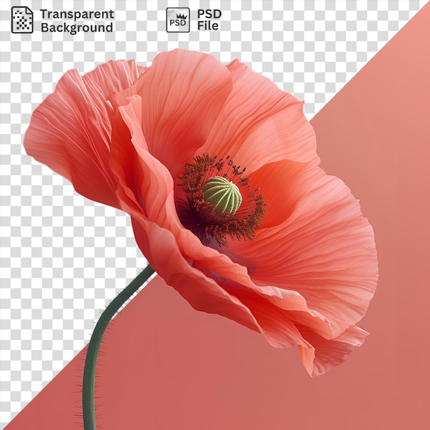 PSD transparent poppy flower isolated on a pink background
