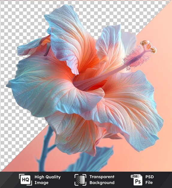 PSD transparent psd picture of blue and white gloxinia flower with petals