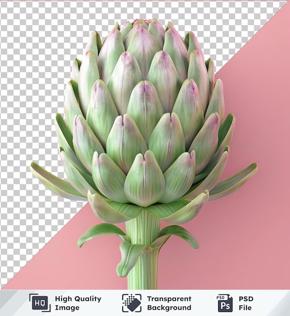 Transparent psd picture of a green artichoke mockup on a pink background