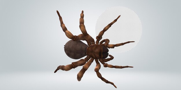 Trapdoor Spider isolated on a Transparent Background