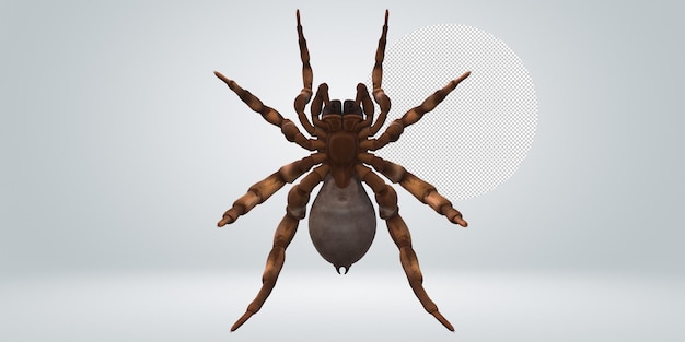 PSD trapdoor spider isolated on a transparent background