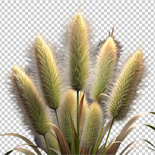 PSD trawa foxtail