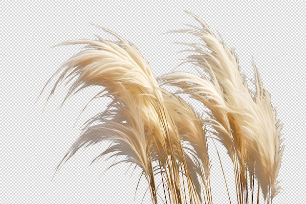 Trawa Pampas Pampas