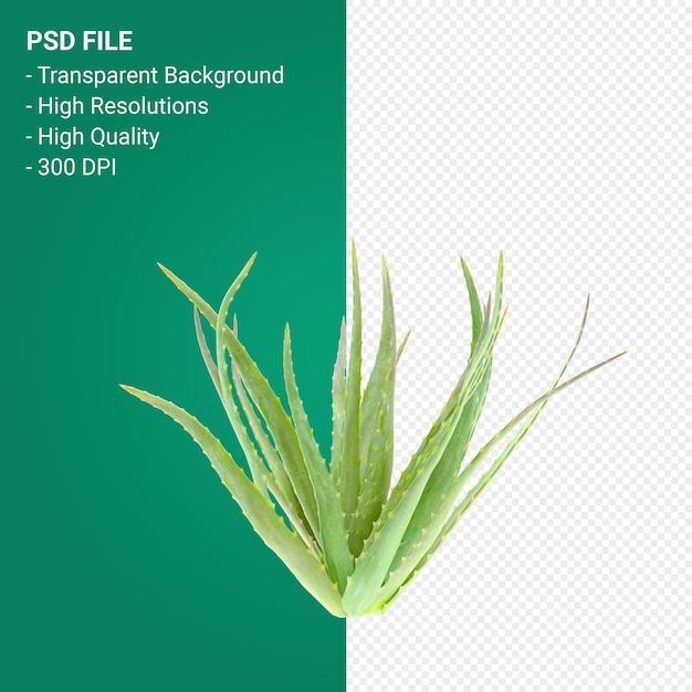 tree 3d render isolated on transparent background